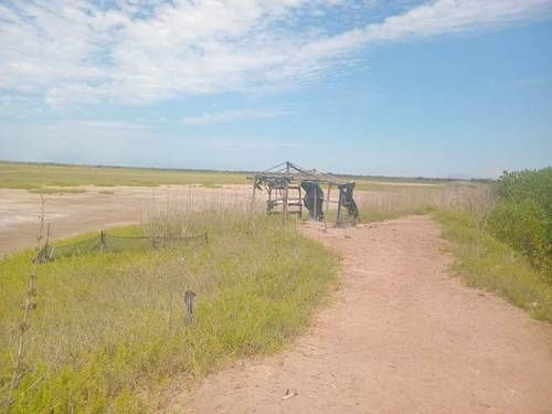 Crisis en la camaronicultura de Nayarit: granjas abandonadas y pérdidas por presunto contrabando