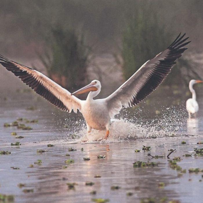 Pelícanos encuentran refugio en Xochimilco y se integran al ecosistema
