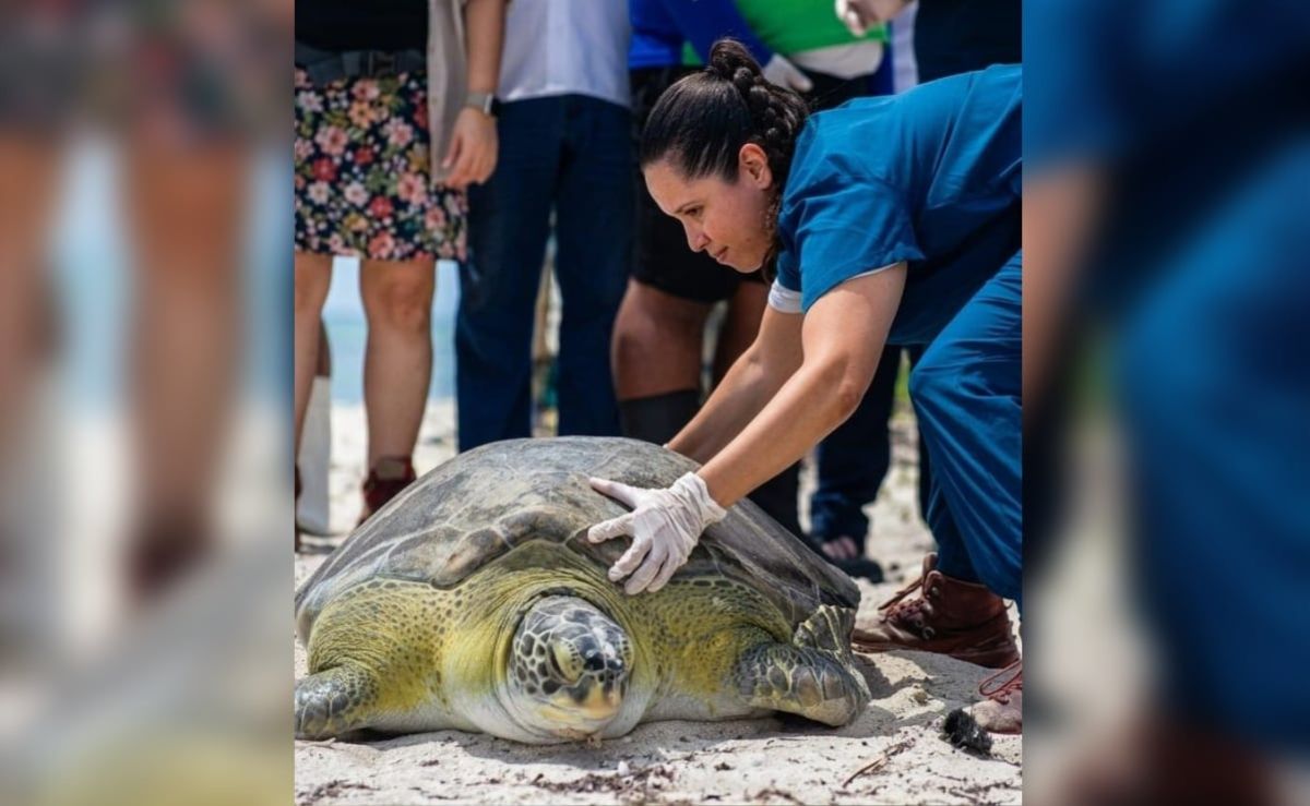 tras-un-ano-en-rehabilitacion-la-tortuga-verdin-vuelve-al-mar-en-yucatan