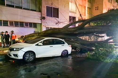 Benito Juárez: árbol cae sobre dos autos durante lluvia; brigadas municipales retiran los restos