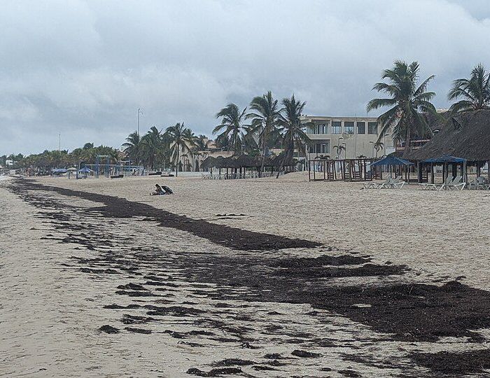 El cinturón de sargazo del Atlántico alcanza niveles récord en junio de 2026