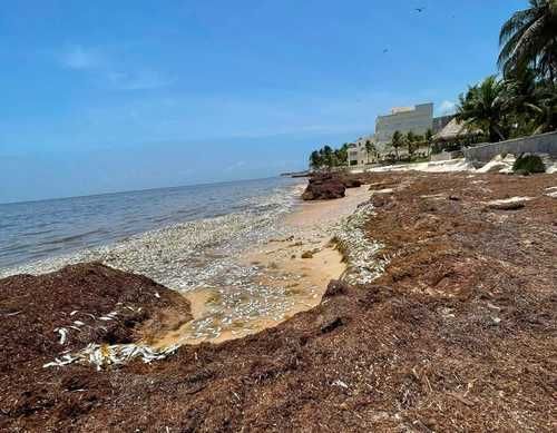 encuentran-peces-muertos-en-punta-caracol-puerto-morelos-investigan-posible-relacion-con-el-sargazo