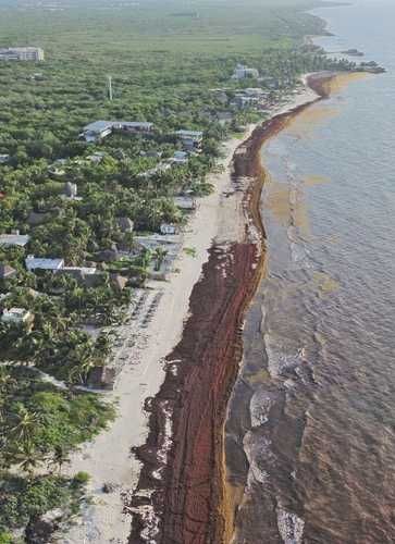 hoteleros-de-tulum-analizan-operar-solo-fuera-de-la-temporada-de-sargazo