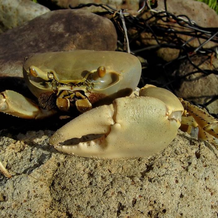 Pescadores denuncian captura de cangrejo azul durante la veda en Coatzacoalcos