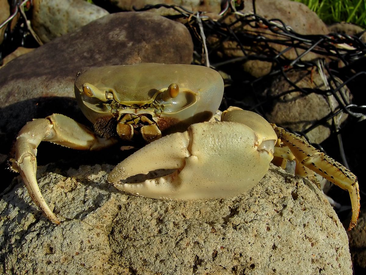 pescadores-denuncian-captura-de-cangrejo-azul-durante-la-veda-en-coatzacoalcos