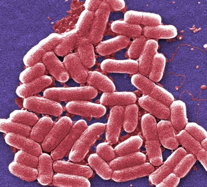 Alertan en EU por brote de E. coli ligado a frutos rojos congelados GreenWise