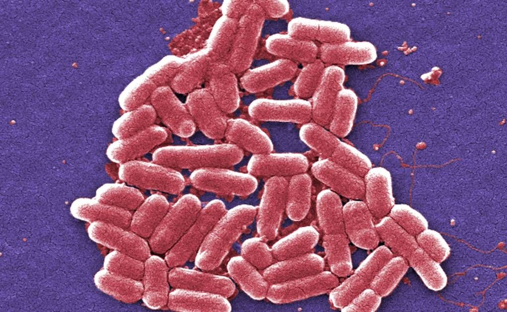 alertan-en-eu-por-brote-de-e-coli-ligado-a-frutos-rojos-congelados-greenwise