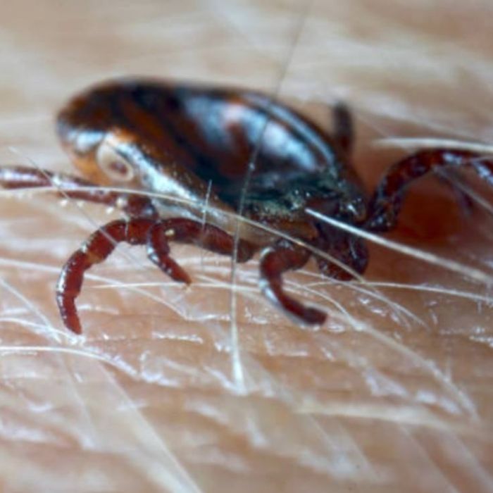 Confirman en Nueva York el primer caso del virus Bourbon transmitido por garrapatas