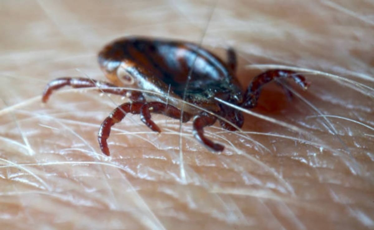 confirman-en-nueva-york-el-primer-caso-del-virus-bourbon-transmitido-por-garrapatas