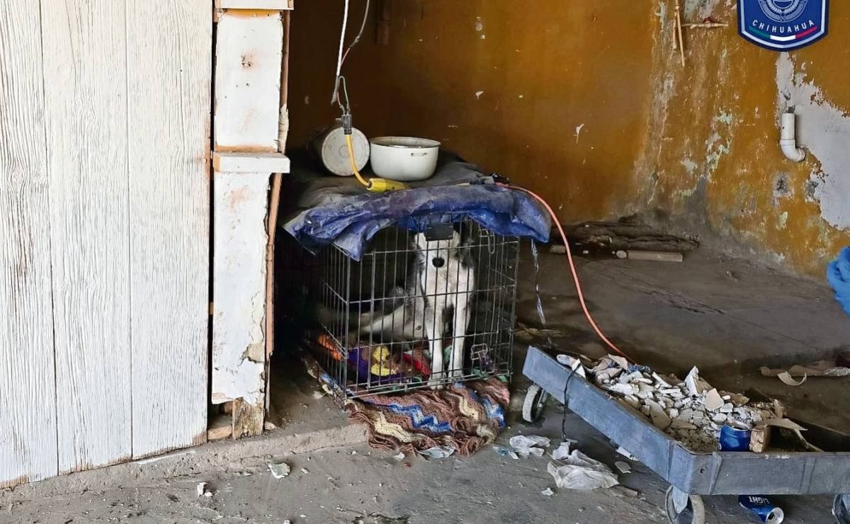 paot-registra-3-mil-861-denuncias-por-maltrato-animal-en-cdmx-durante-2025