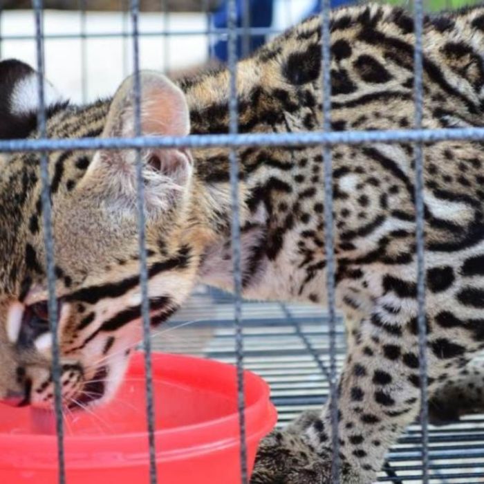 PT propone prohibir por completo la fauna silvestre como mascota