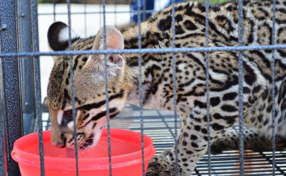 pt-propone-prohibir-por-completo-la-fauna-silvestre-como-mascota