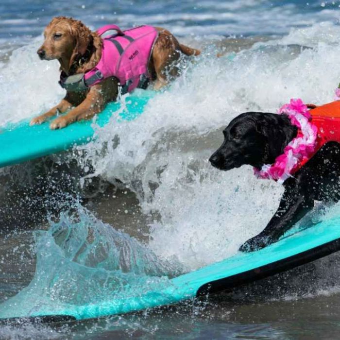 Perros conquistan las olas en el décimo Mundial de Surf Canino en California