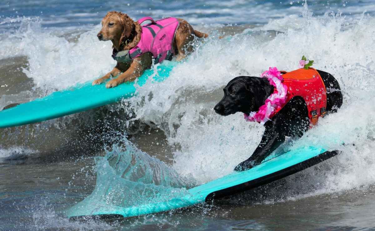perros-conquistan-las-olas-en-el-decimo-mundial-de-surf-canino-en-california