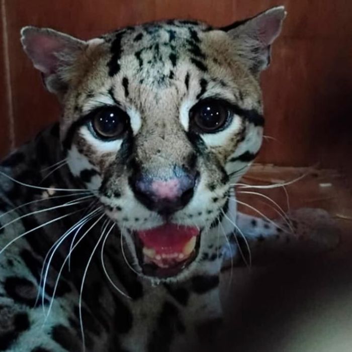 Profepa libera en Oaxaca a un ocelote rescatado tras ser atropellado