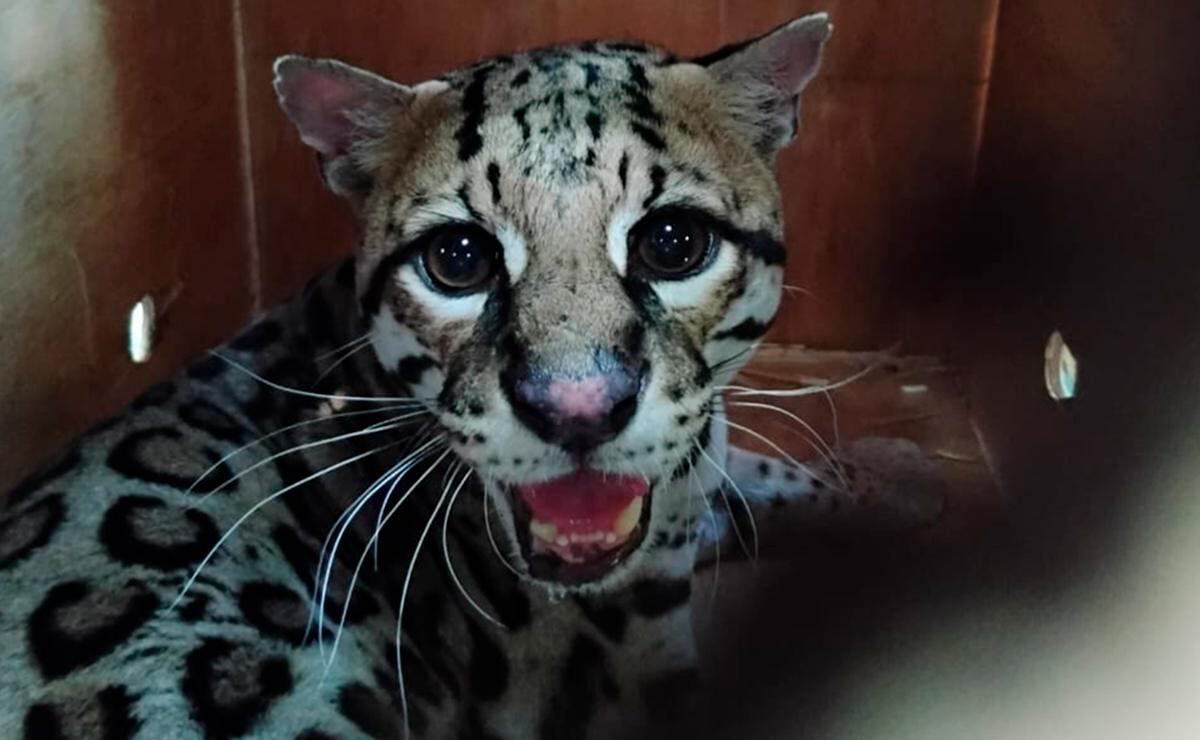profepa-libera-en-oaxaca-a-un-ocelote-rescatado-tras-ser-atropellado