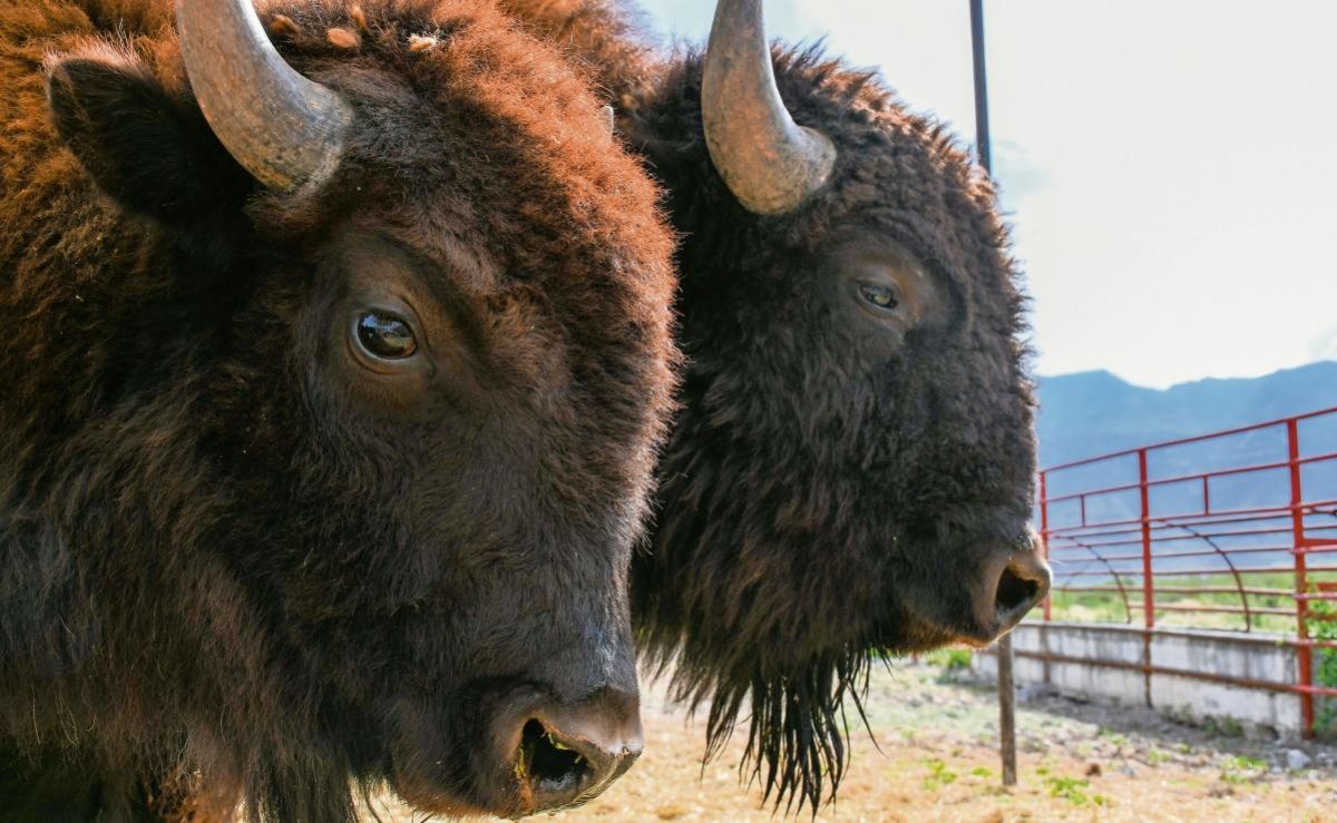 reintroduccion-del-bisonte-impulsa-la-restauracion-ecologica-en-cuatro-cienegas