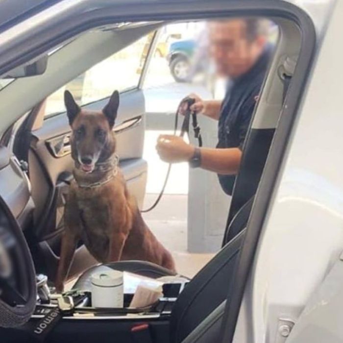 Agente canino localiza 176 mil dólares en un vehículo que ingresó por Tijuana; detienen a una mujer