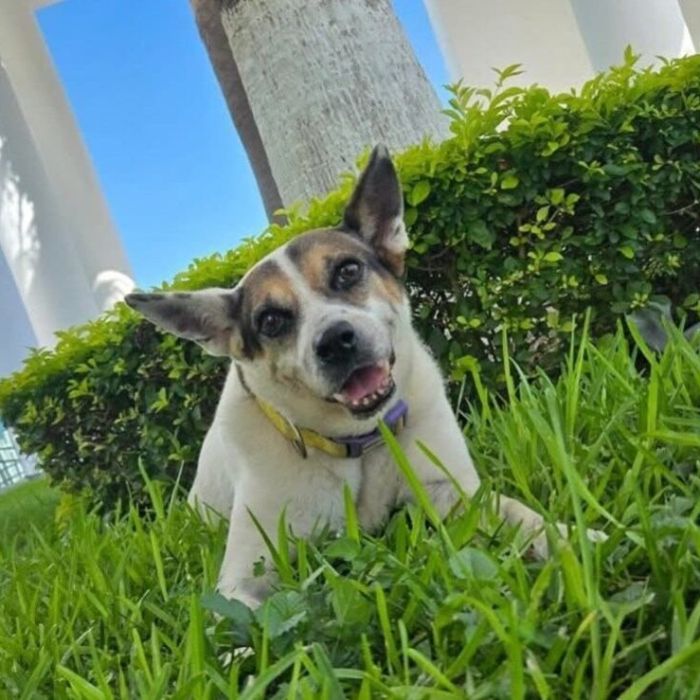 Muere “La Perrucha”, perrita adoptada por el Congreso de Tamaulipas