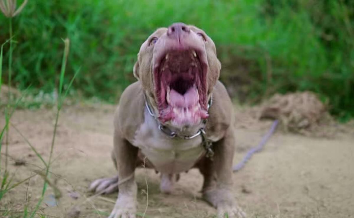 muere-nino-de-4-anos-tras-ataque-de-un-pitbull-en-argentina-investigan-a-su-madrina