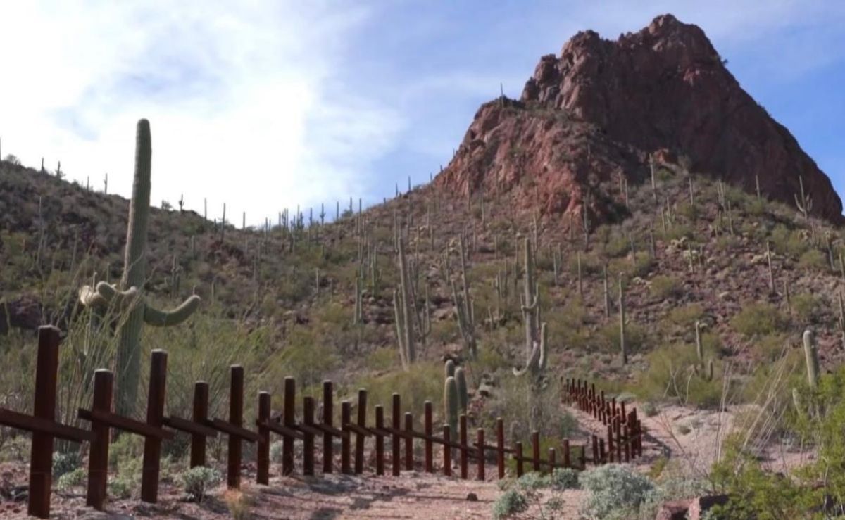 nacion-tohono-oodham-denuncia-retiro-de-miles-de-saguaros-por-obras-del-muro-fronterizo